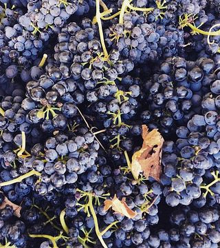 Degustazione di vini e tour allo Chateau Belle-Vue