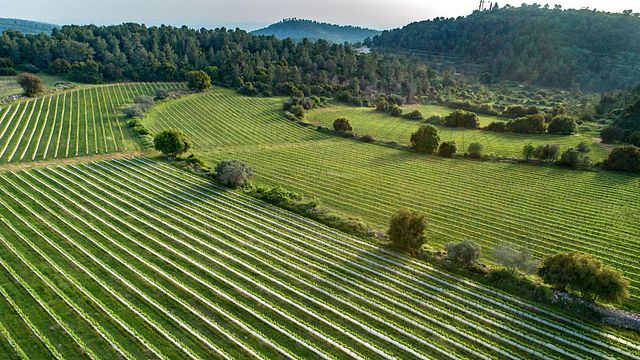 Degustação de vinhos e tour em Tzora Vineyards