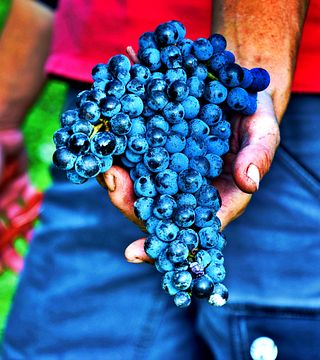 Visita alla cantina e degustazione.
