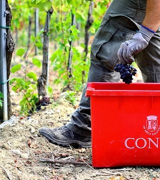 Dégustation et visite des caves Condé
