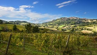 Degustação de vinhos e tour em Salcheto