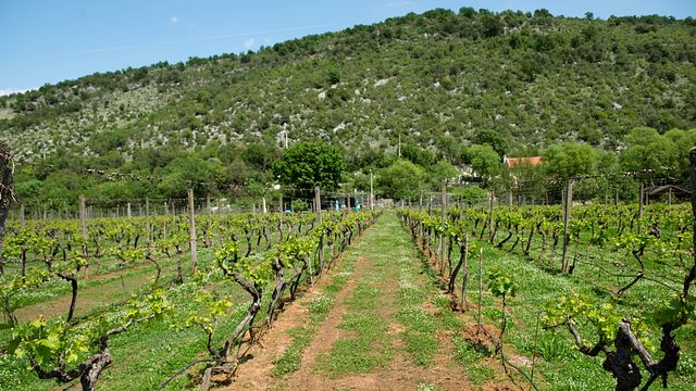 Vino y cena en la naturaleza | Jokaš