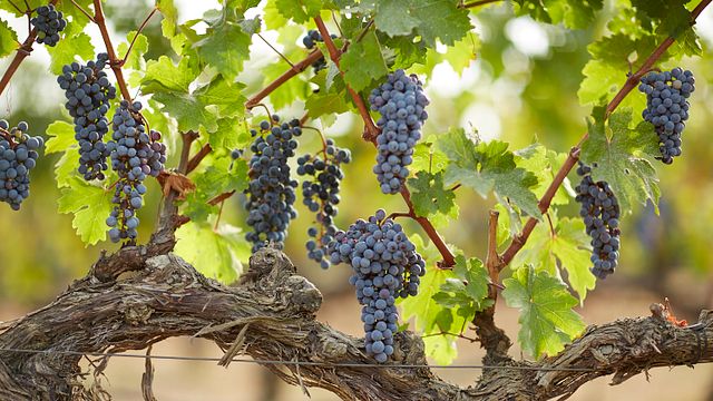 Vineyard Tour & Wine Tasting Experience
