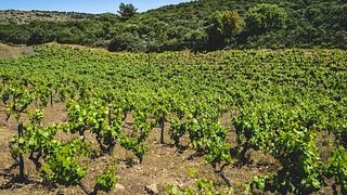 Touren und Picknick in der Quinta da Vineadouro