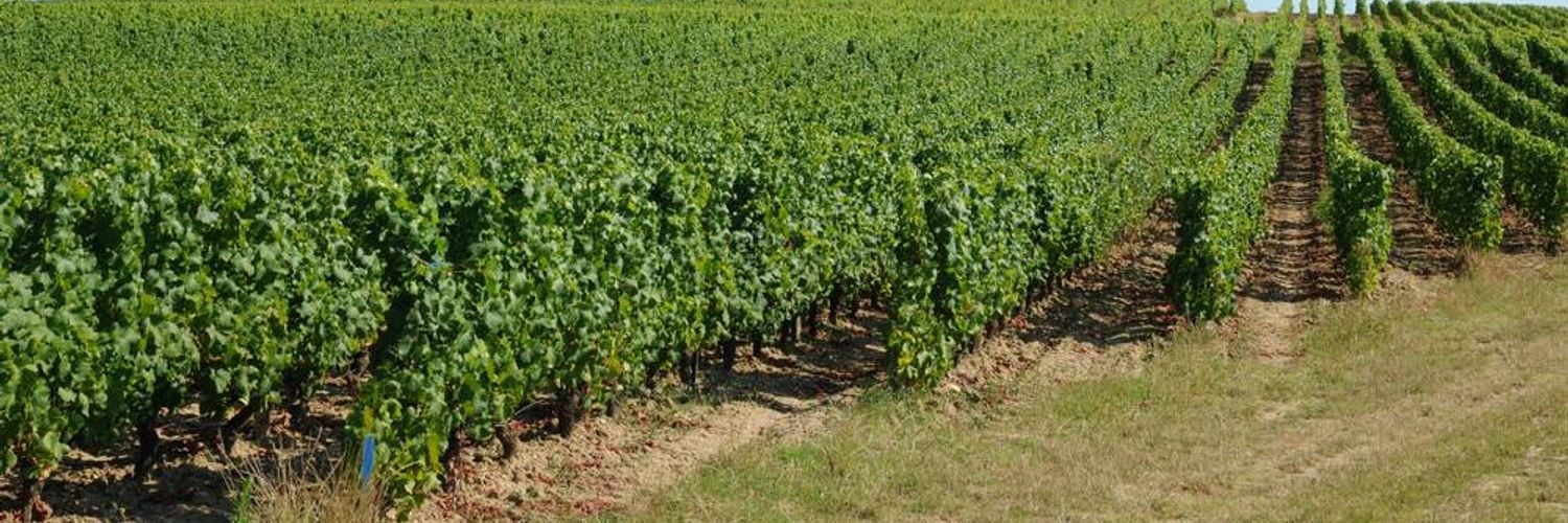Vineyards-sauternes-bordeaux-1000x618