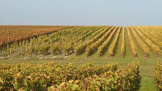 Loire Valley Organic Wine Tour & Tasting at Domaine Sauvète