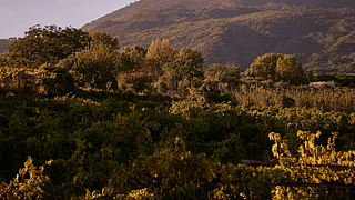 Vinprovning och rundtur på Sorrentino Vesuvio