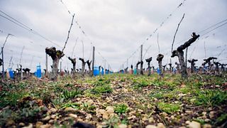 Tour del vino al Domaine de la Dourbie