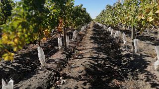 Visite Dégustation Personnalisée avec un Agronome Vignoble