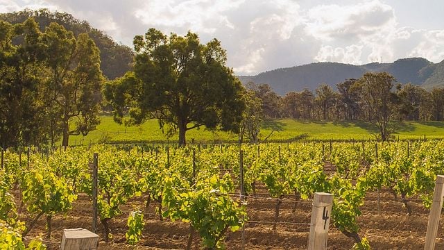 Tyrrell's Winery