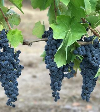 Azienda Vini Marino