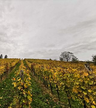 Weinprobe und Tour bei Lendwines