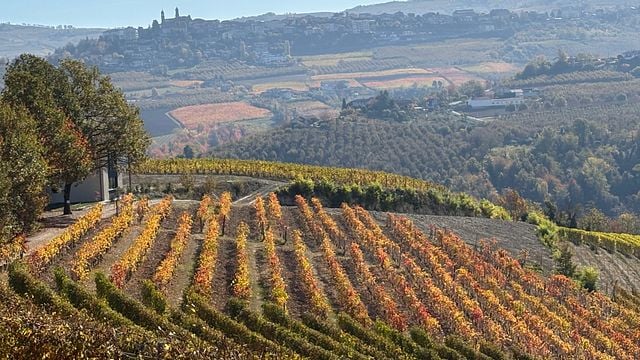Visita al vigneto e alla cantina, seguita da degustazione di vini e formaggi (tra cui Barolo).