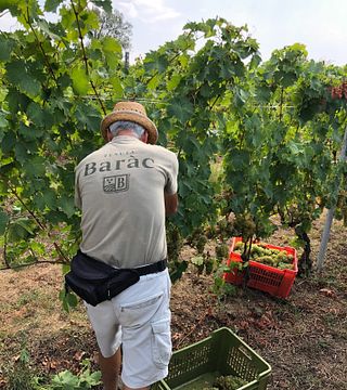 Tenuta Barac