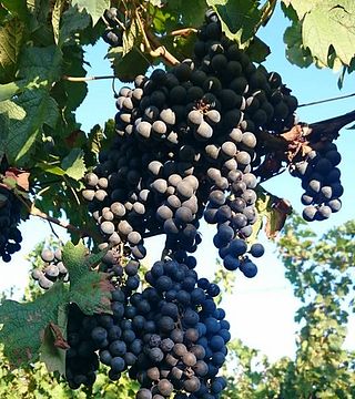 Cata de vinos clásicos y visita guiada con aperitivos en la bodega Benedetič