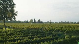 Degustação de vinhos populares e tour no Le Carline