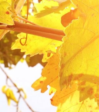 Weinprobe und Tour im Valle delle Ferle