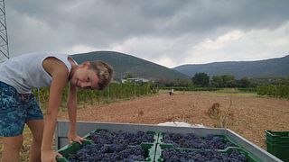 Scopri le cantine autentiche della regione di Spalato