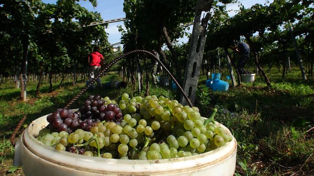 Friuli-Venezia Giulia Wine & Vineyard Journey
