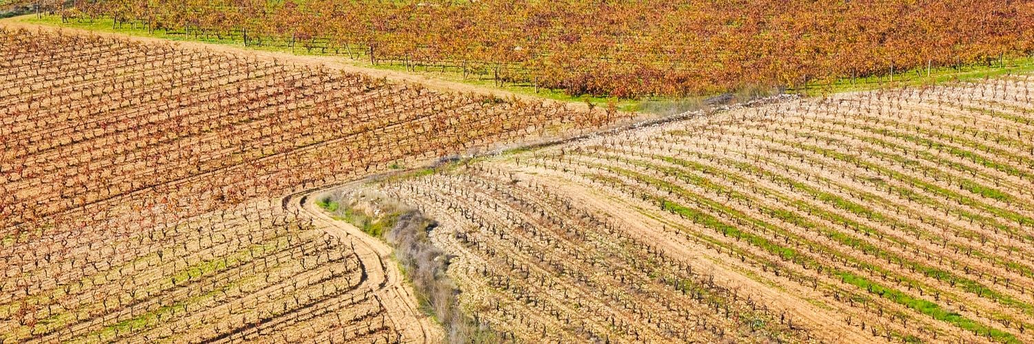 Rioja - vineyard and Davalillo castle
