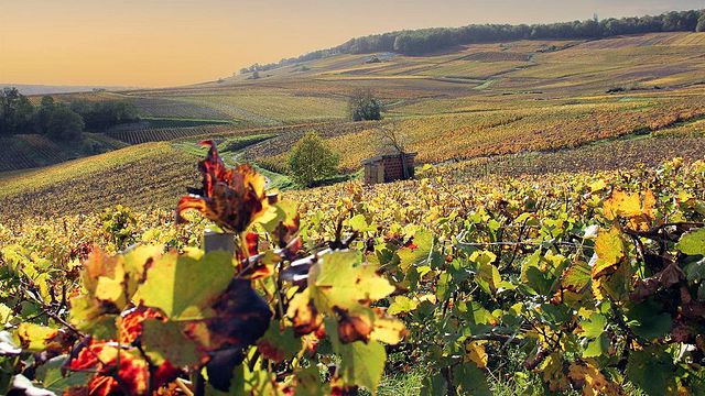 Uma experiência sensorial única nos vinhedos de Champagne Marc
