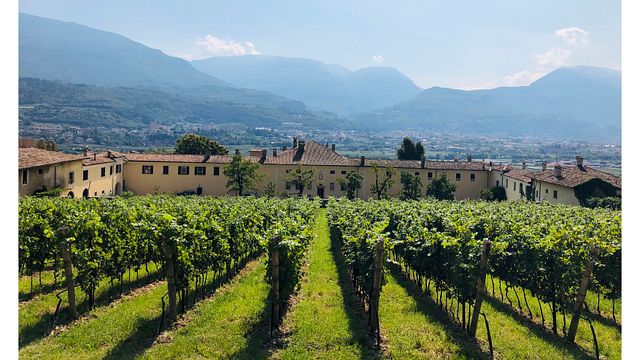 Trentino-Alto Adige Wine & Vineyard Adventure at Palazzo Lodron