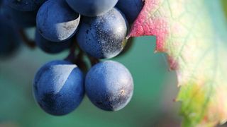Drocco Renzo Winery