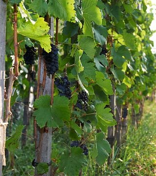 Hic Et Nunc Winery