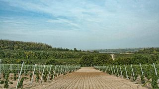 Degustação de Vinhos em Vida Péter, Szekszárd