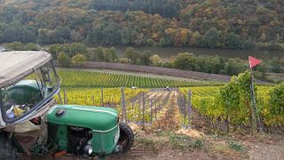 Weinprobe und Führung im Weingut Mathern