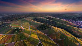 Une dégustation de vin et une visite du Weingut Kuhnle