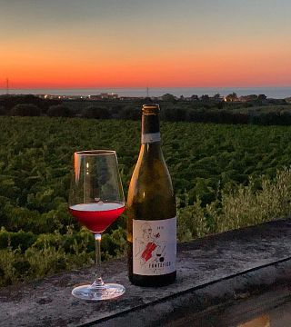 Abruzzo Wine Adventure: Tasting & Vineyard Tour