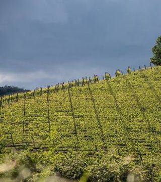 Wine Tasting and Tour at Angelo Negro e Figli