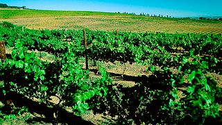 Degustazione di abbinamento di cioccolato e vino presso le tenute di Saxenburg