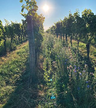 Grape Escape till Pfalz vinregion - provsmakning av de bästa tyska röda vinerna
