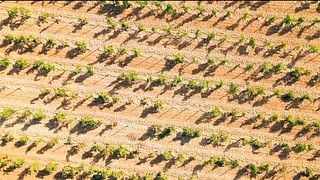 Unique Mallorcan Wine Experience
