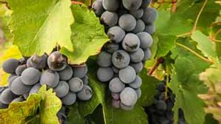 Weinprobe und Tour am Rio del Lupo