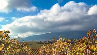 Weinprobe von 7 Sorten und Führung im Weingut sowie im Keller