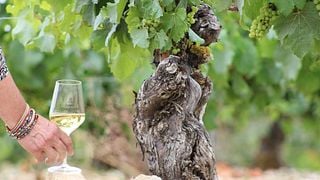 Vineyard Escape - Tour and Wine Tasting at Domaine Celine et Frédéric Gueguen
