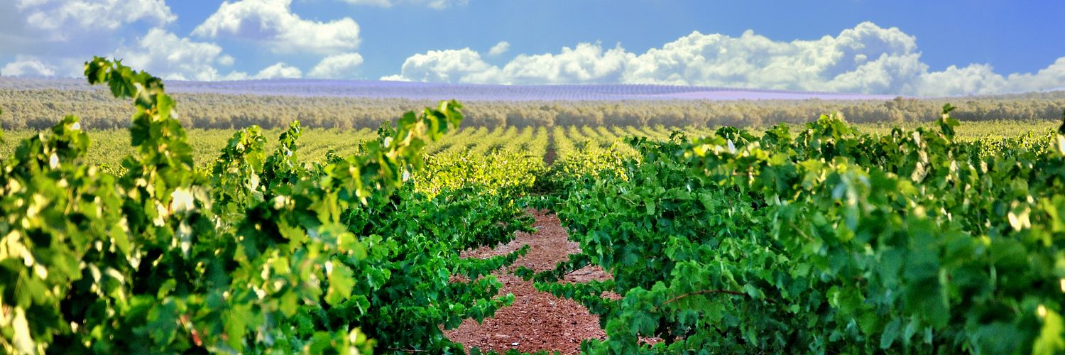 Bodegas Malaga Virgen - Finca Vista Hermosa