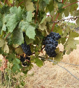 Dégustation de vins et visite chez Drakesbrook Wines