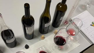 Cata de vinos clásicos y visita guiada en Sacco Vignaioli Apuli