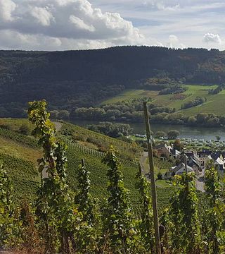 Degustação de vinhos e tour em Weingut Jakoby-Mathy