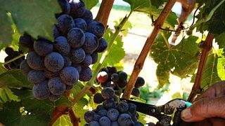 Degustação de vinhos Echo na vinícola Ktima Akrani