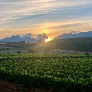 Wein- und Olivenölverkostung und Führung im Tenute Pacelli