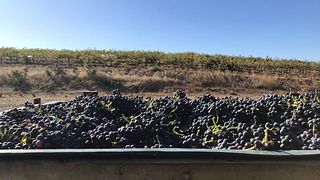 Provsmakning och rundtur på Zitta Wines