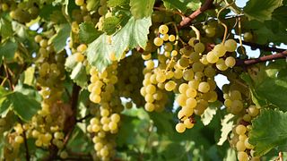 Fantastica esperienza di degustazione di vini presso l'azienda vinicola Descarado