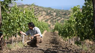 Cambria Wines