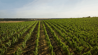 Besuch des Weinguts Herdade do Freixo