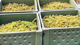 Nahe Wine Adventure at Gebrueder Kauer